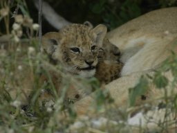 Western_Corridor_(Kirawira)2003-096